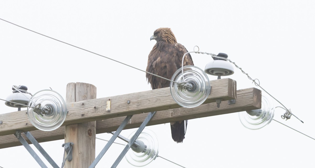 Aquila reale - ML646282440