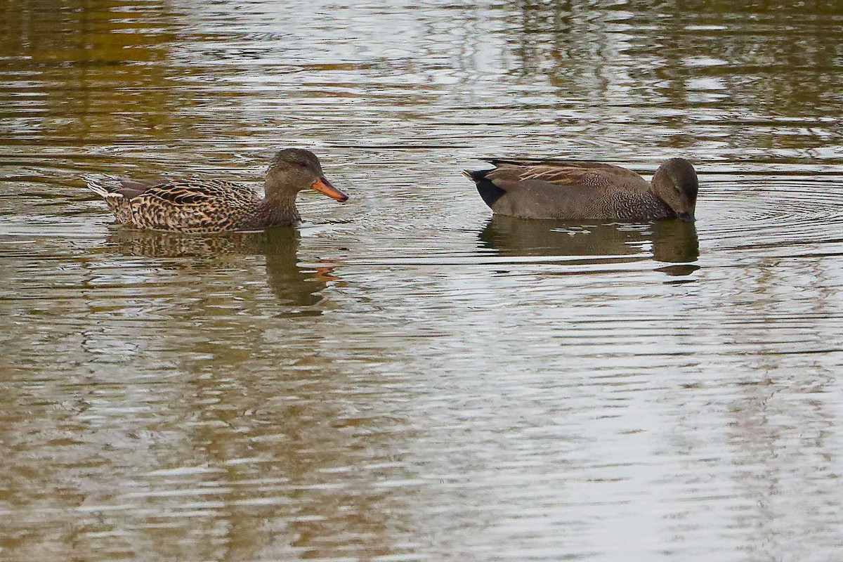 Boz Ördek - ML646282441