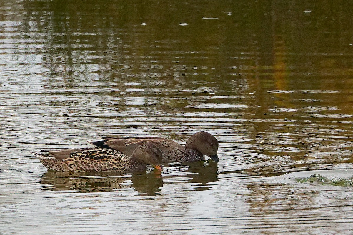 Boz Ördek - ML646282442