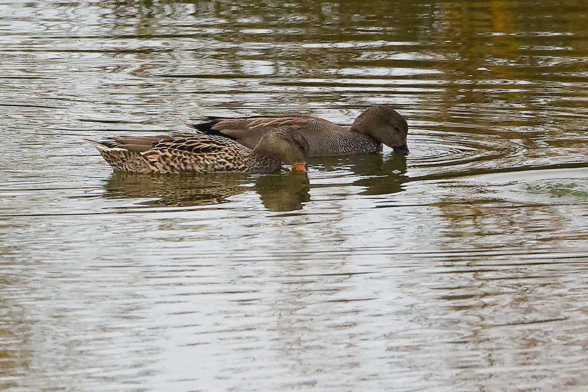 Boz Ördek - ML646282445