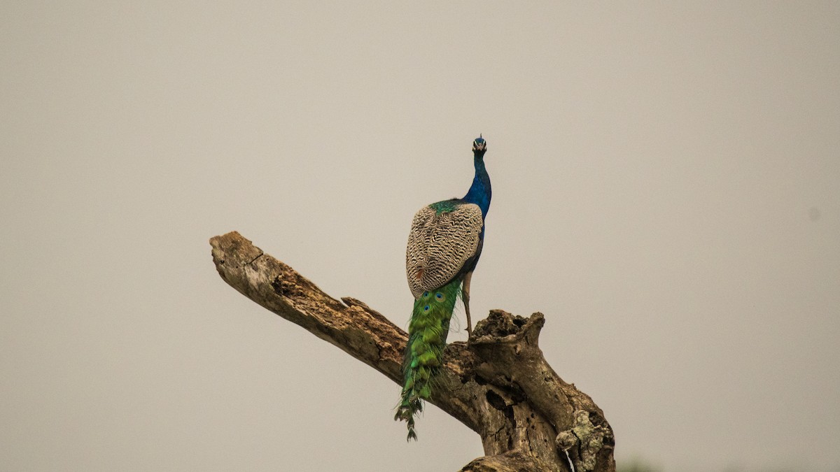 Paon bleu - ML646282449