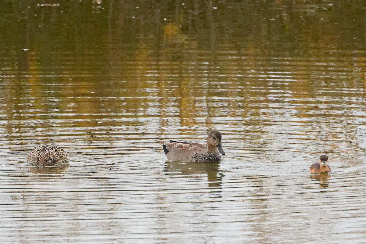 Boz Ördek - ML646282451