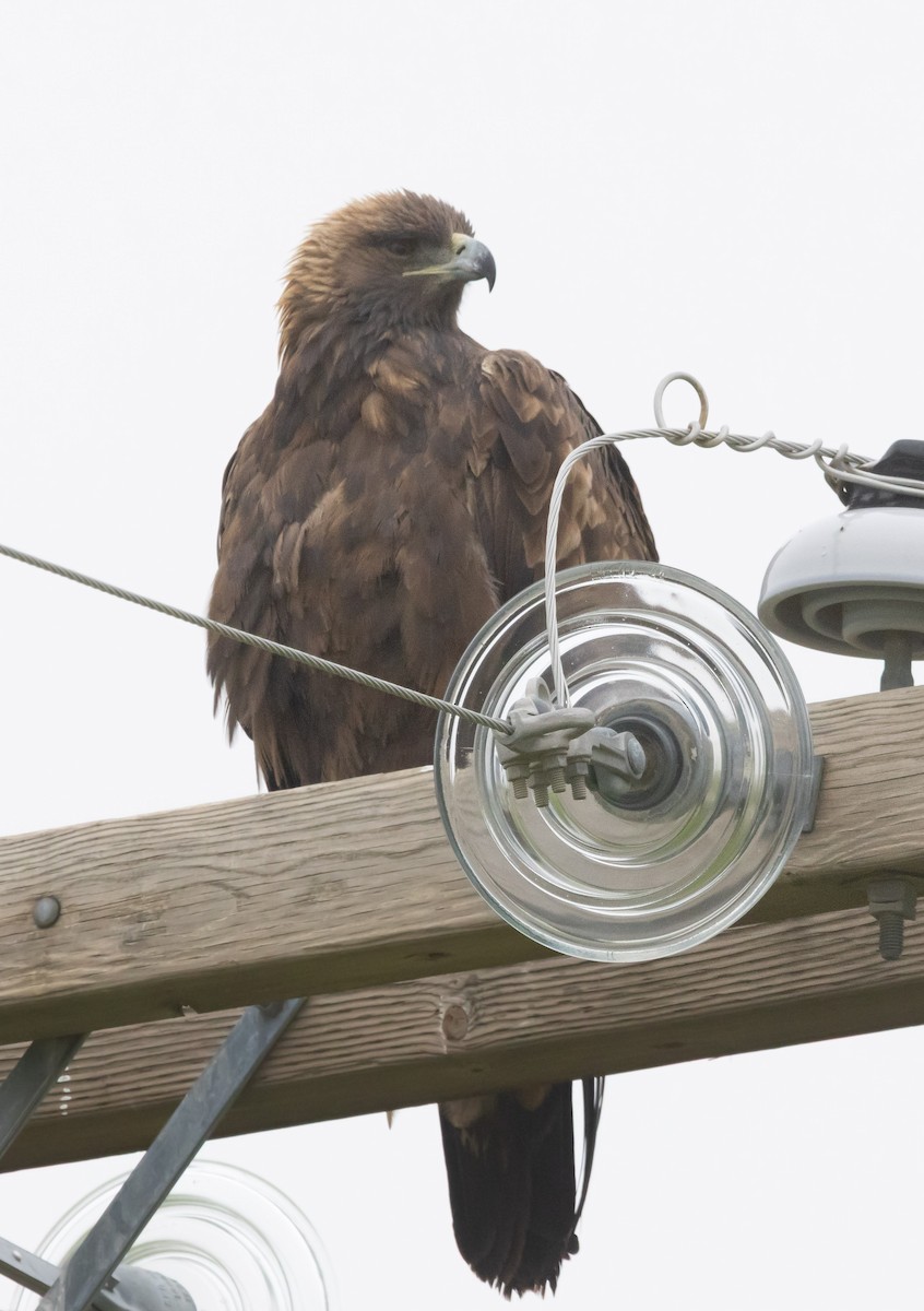 Aquila reale - ML646282452