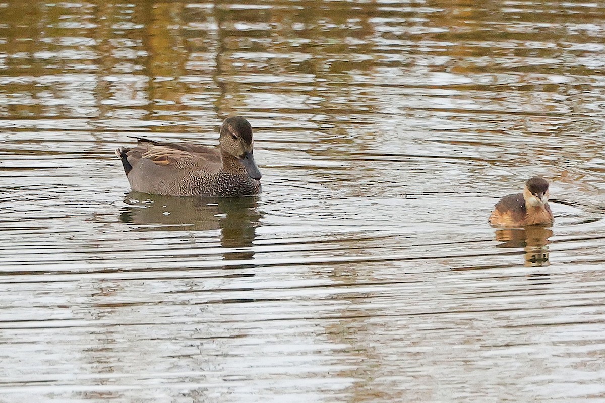 Boz Ördek - ML646282454
