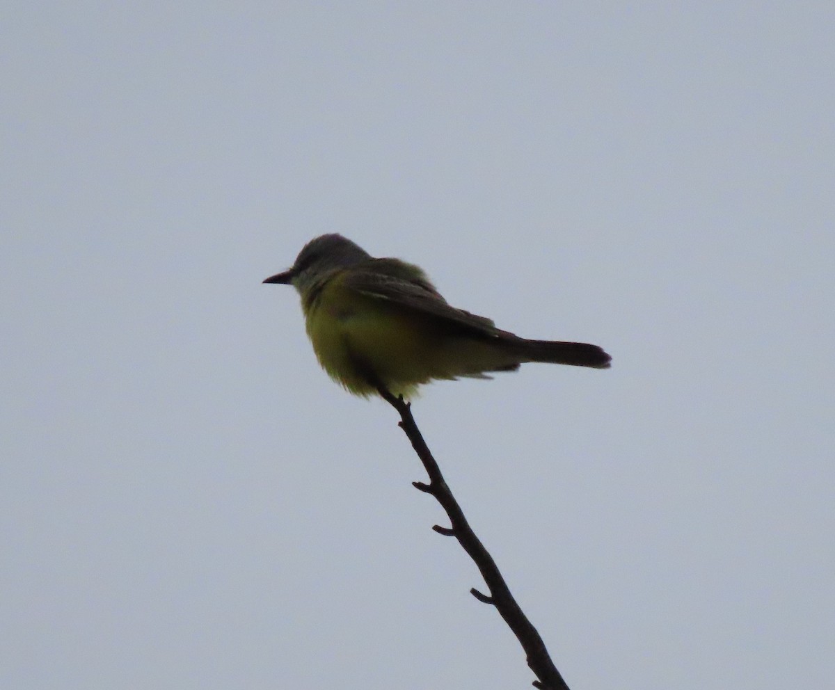 Tropical Kingbird - ML646282455