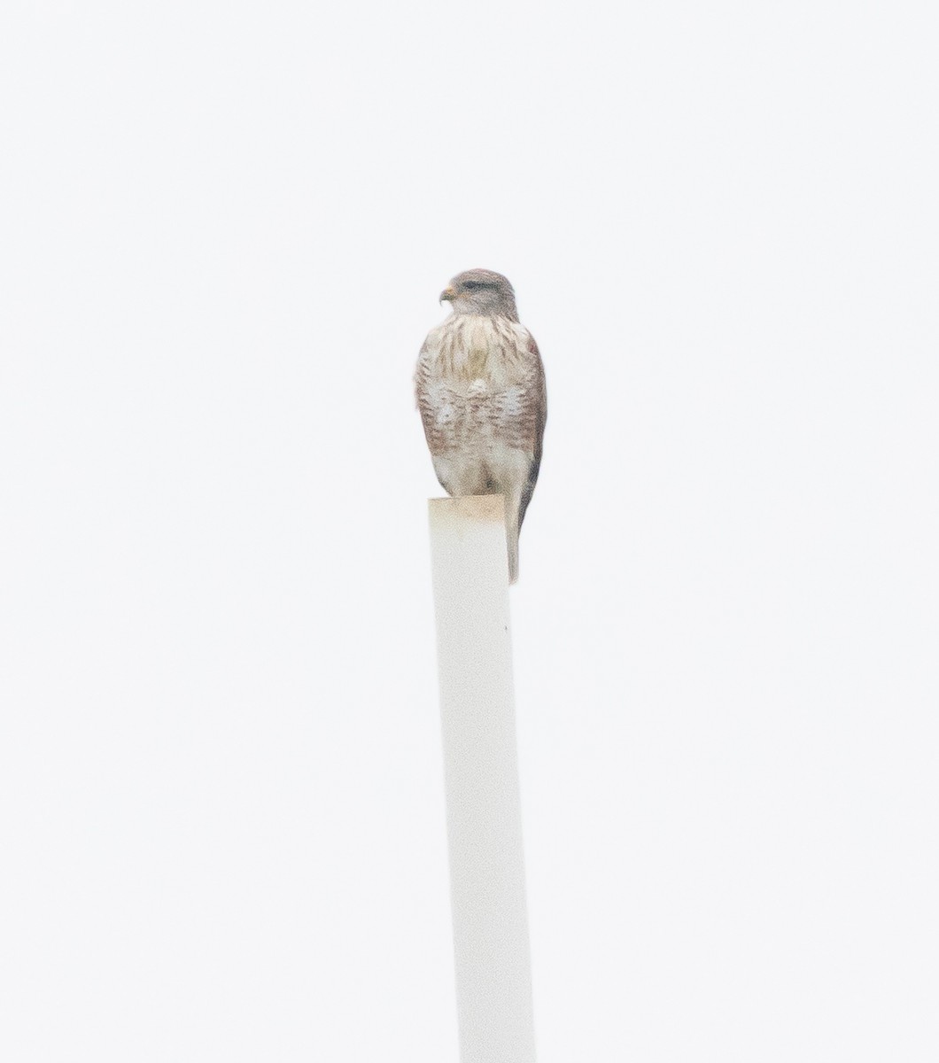 Ferruginous Hawk - ML646282457