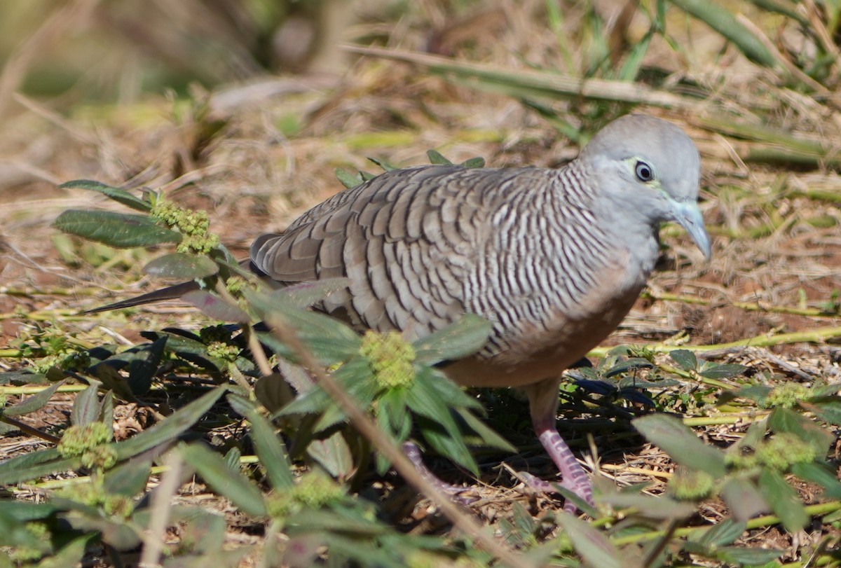 Zebra Dove - ML646282458