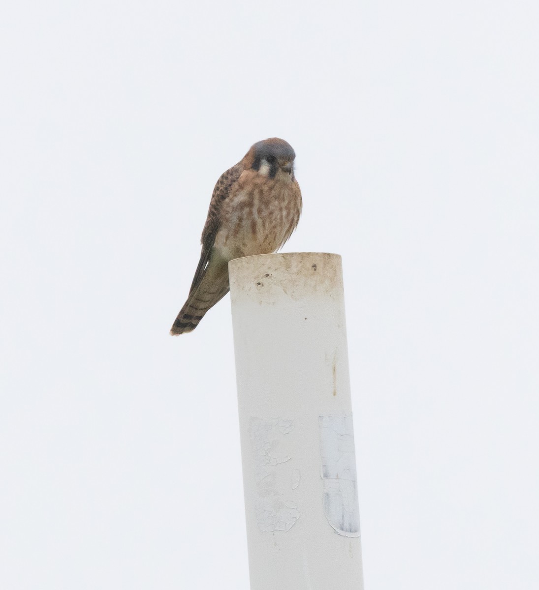 American Kestrel - ML646282464
