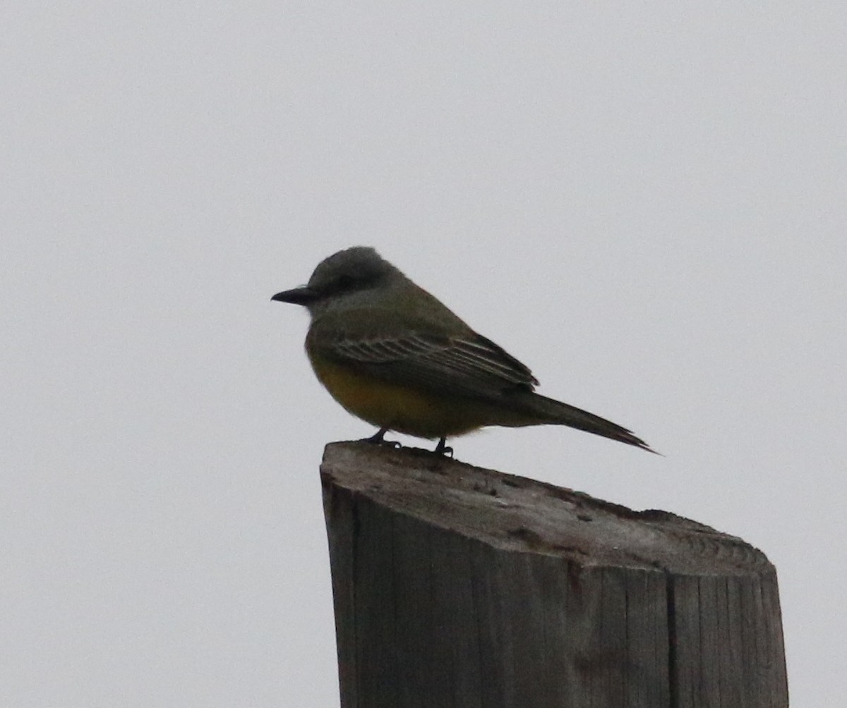 Tropical Kingbird - ML646282469
