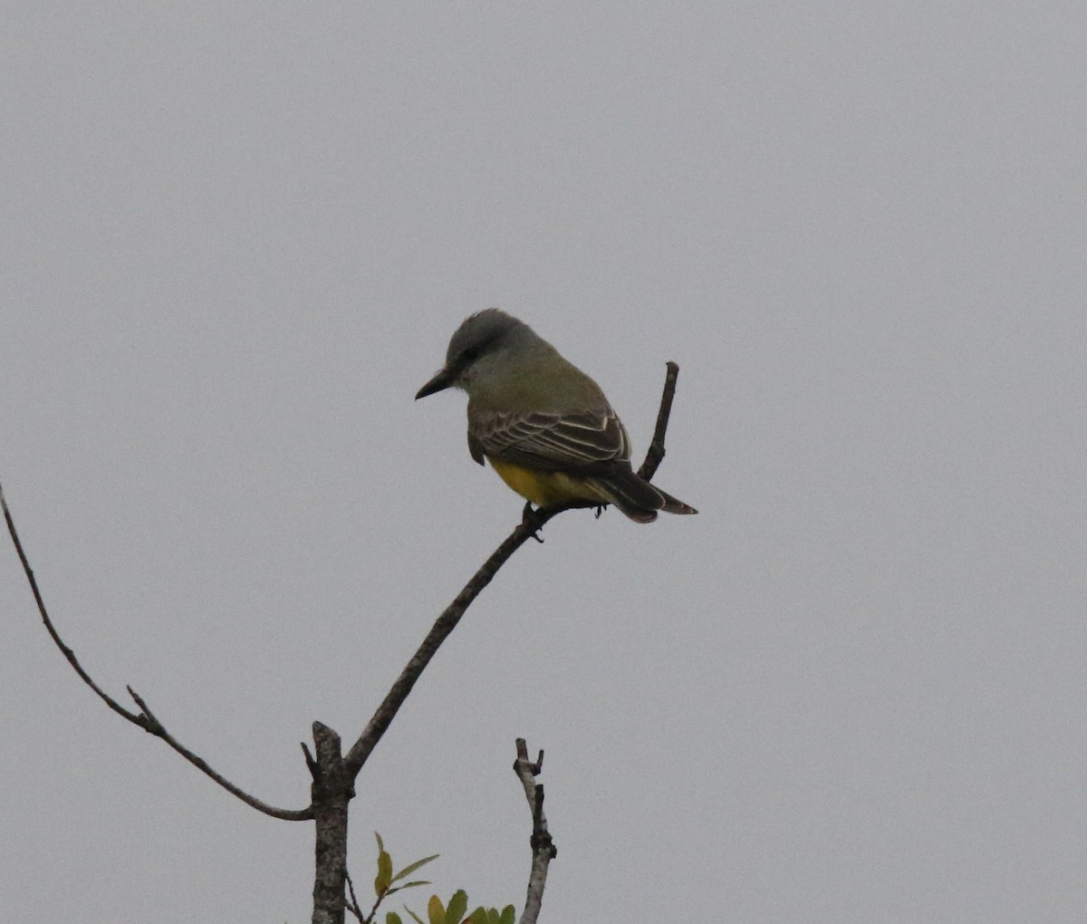 Tropical Kingbird - ML646282470