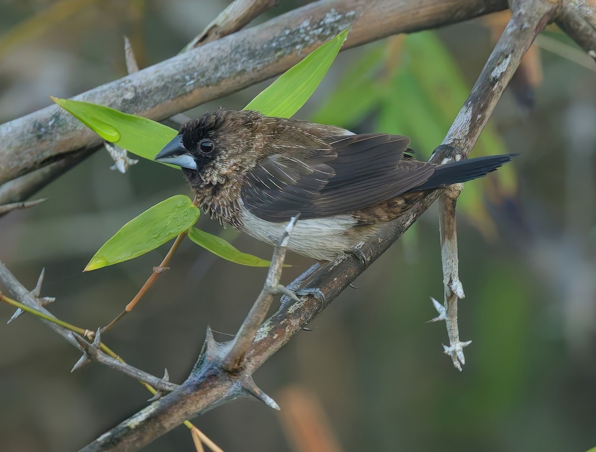 White-rumped Munia - ML646282474