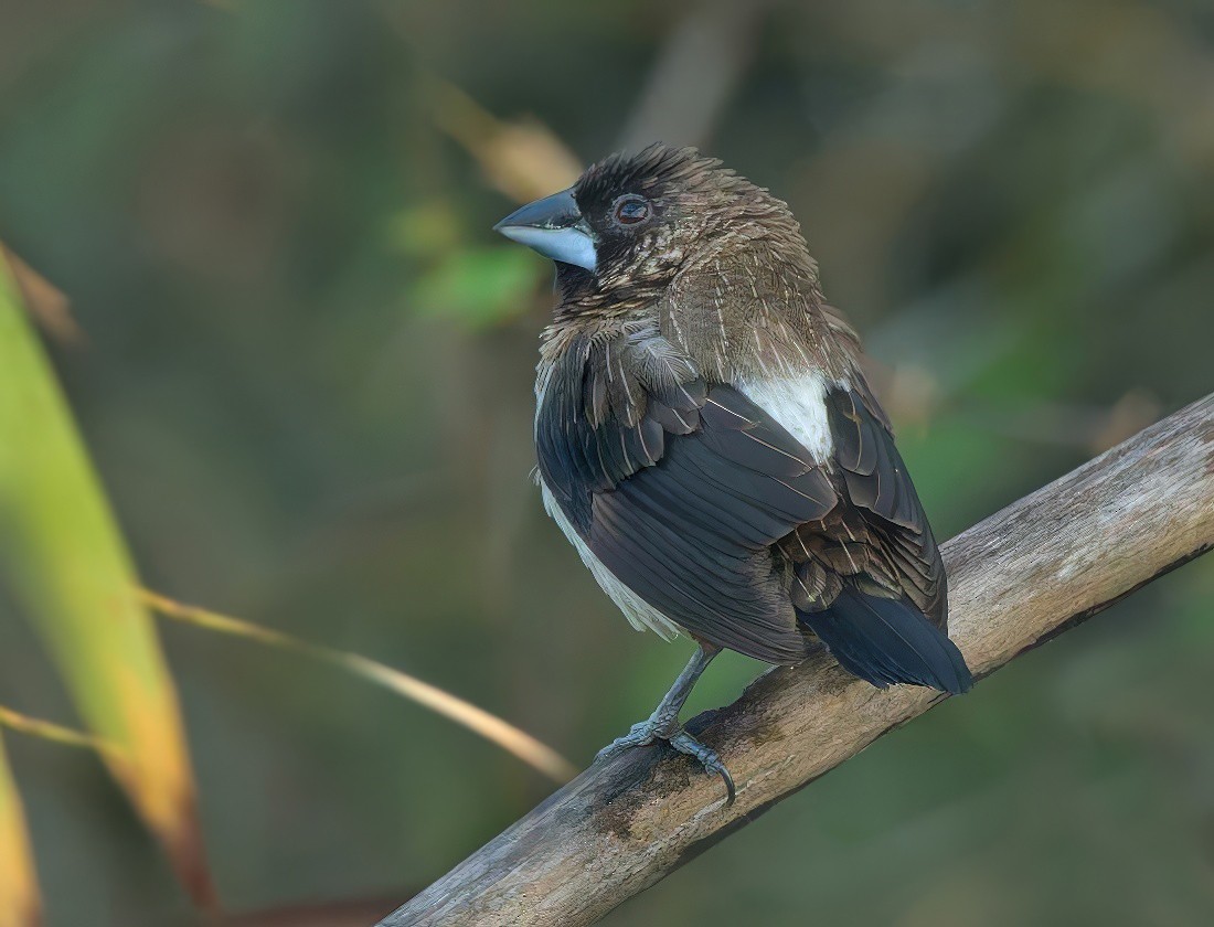 White-rumped Munia - ML646282475
