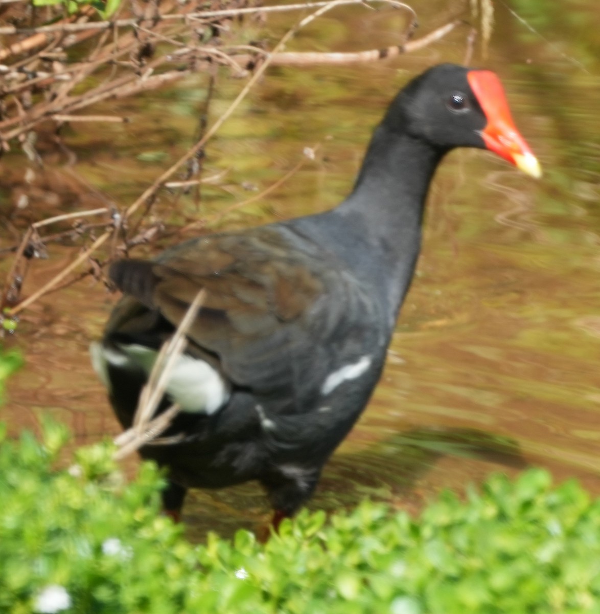 Amerika Sutavuğu (sandvicensis) - ML646282483