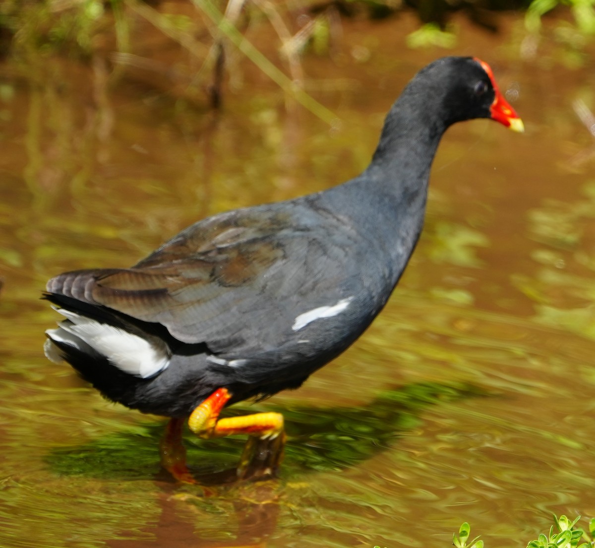 Amerika Sutavuğu (sandvicensis) - ML646282484