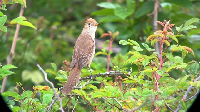 Толстоклювая камышевка - ML646282486
