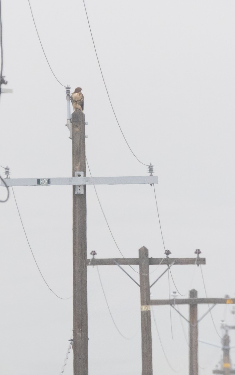 Busardo Colirrojo - ML646282488