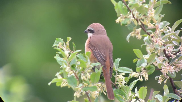 Сибирский жулан - ML646282491