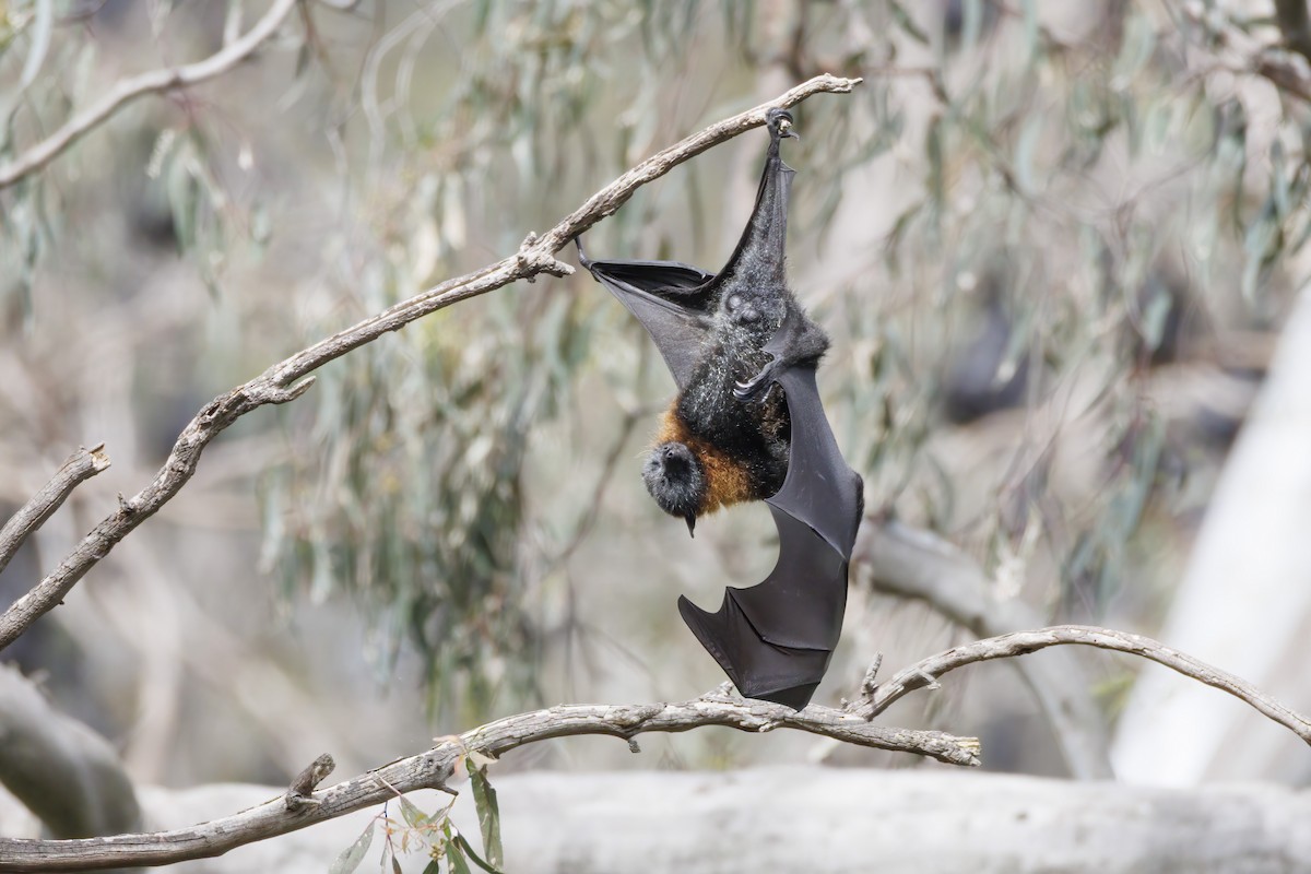 Grey-headed Flying-fox - ML646282492