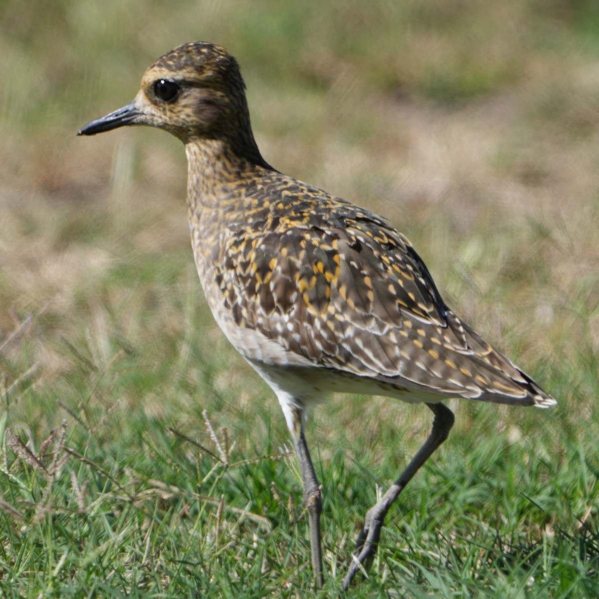 Pacific Golden-Plover - ML646282493