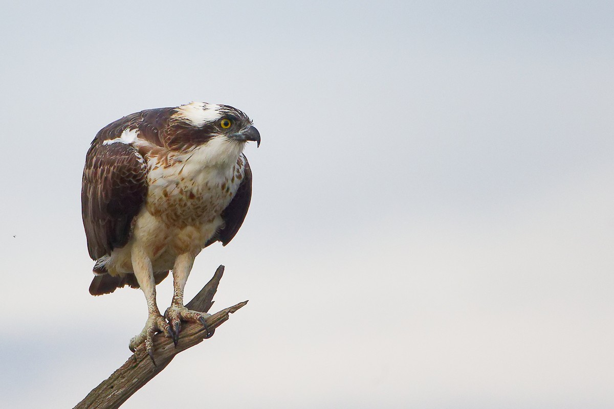 Balbuzard pêcheur - ML646282498