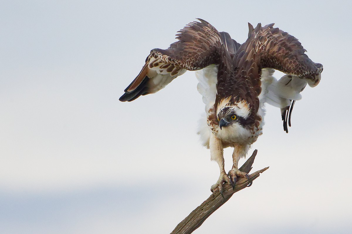 Balbuzard pêcheur - ML646282499