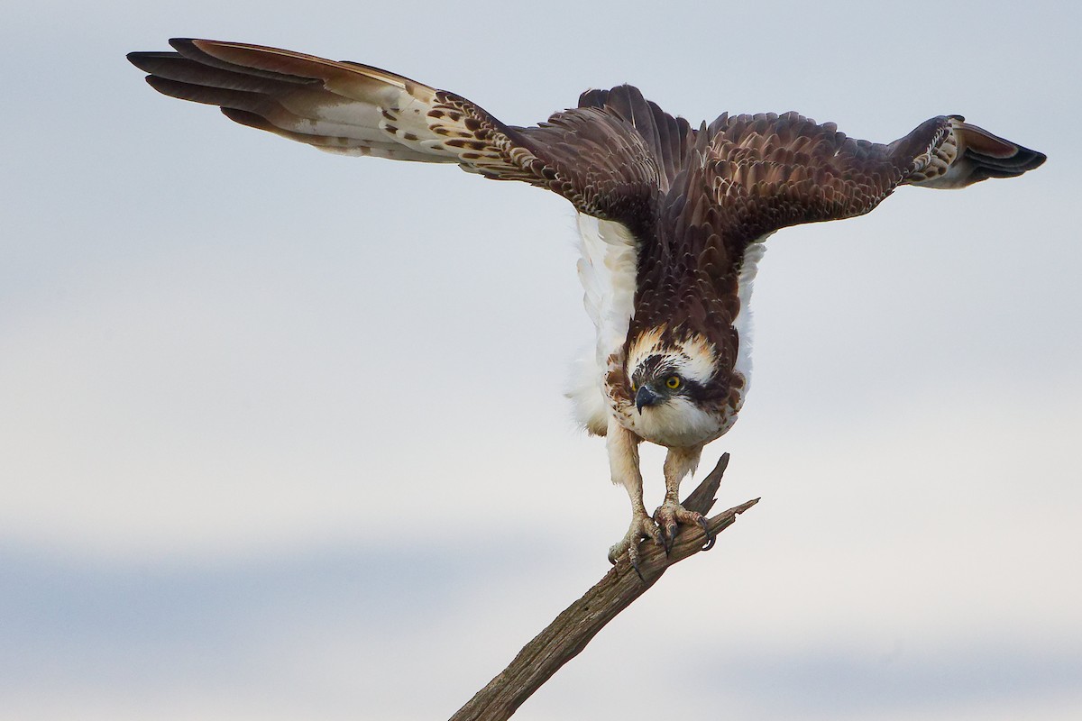 Balbuzard pêcheur - ML646282505