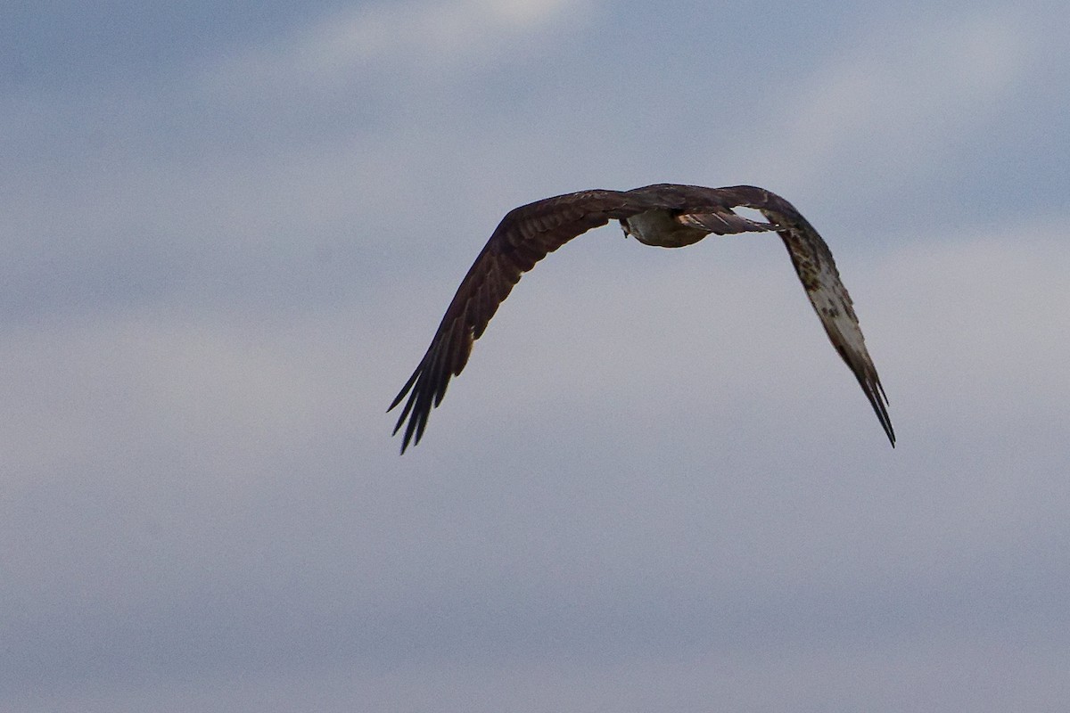 Balbuzard pêcheur - ML646282509