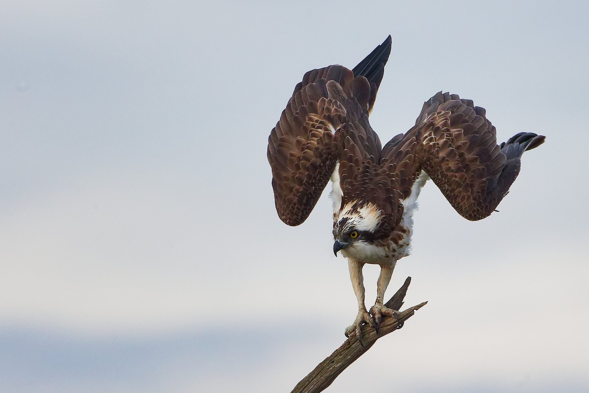 Balbuzard pêcheur - ML646282510