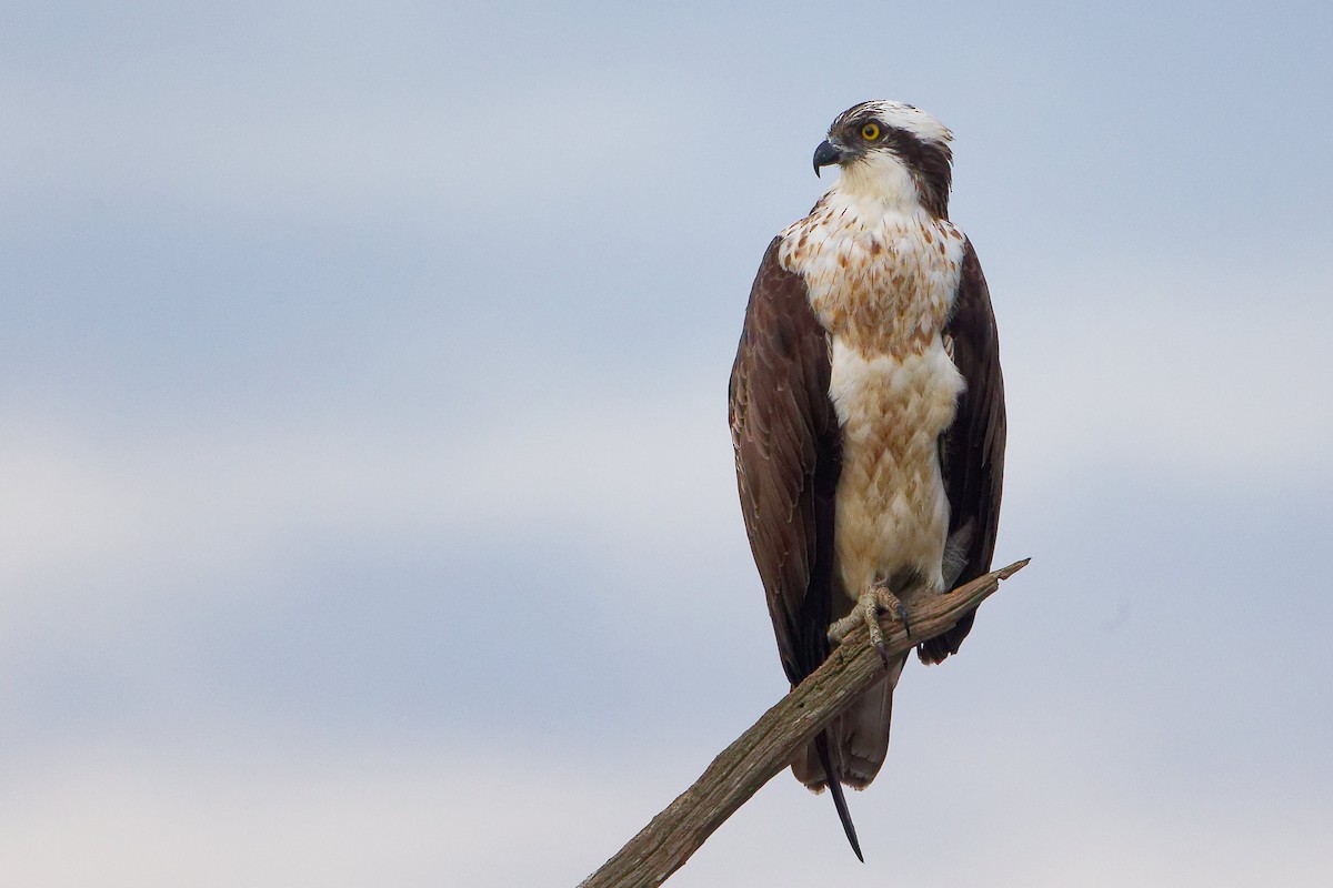 Balbuzard pêcheur - ML646282513