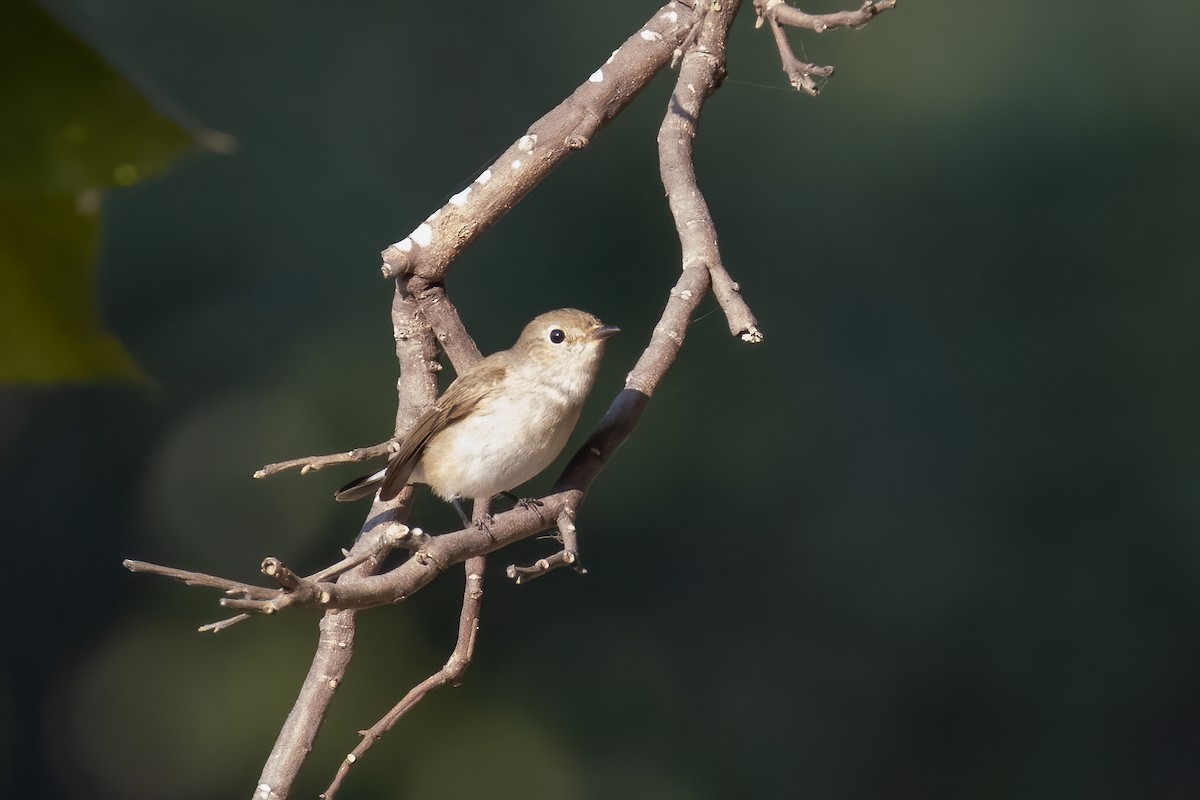 Taiga Flycatcher - ML646282517