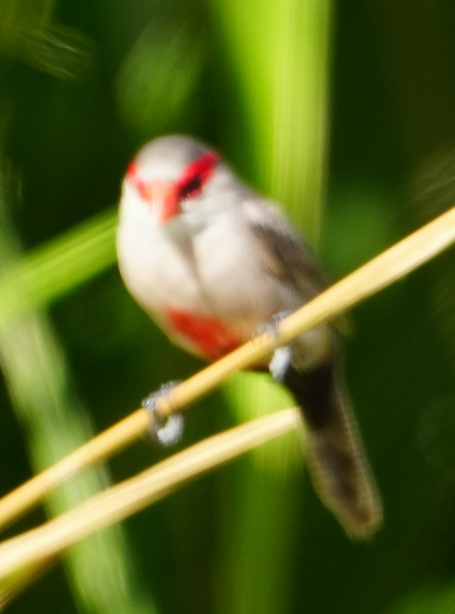 Common Waxbill - ML646282518