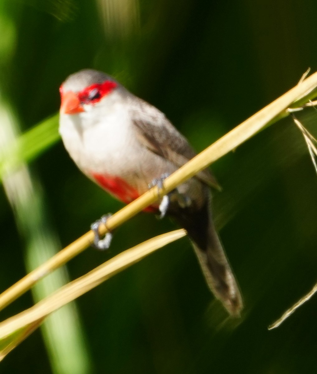 Common Waxbill - ML646282519