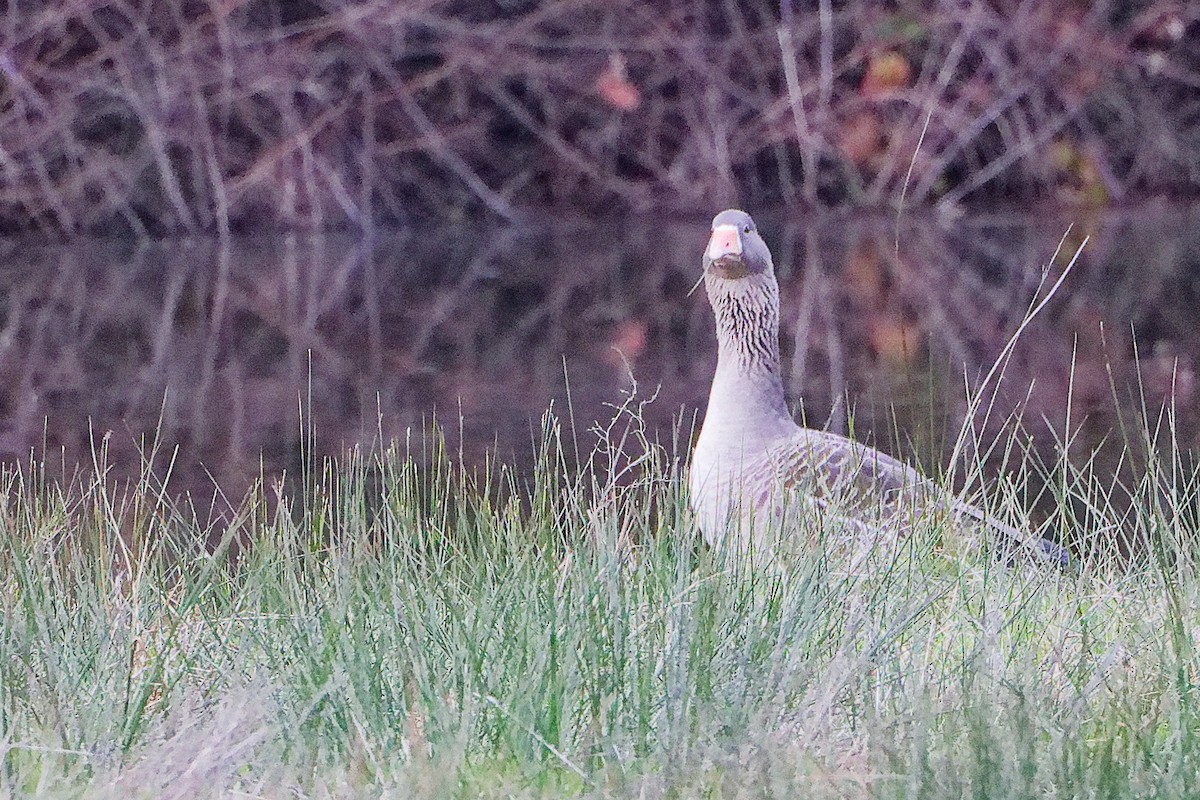 Oie cendrée - ML646282522