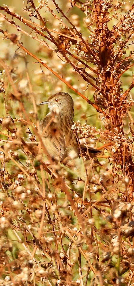 Prinia gracile - ML646282523