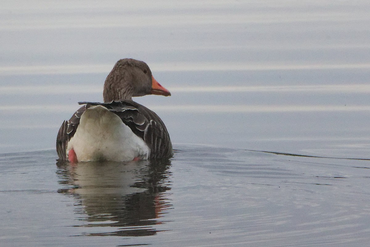 Oie cendrée - ML646282526