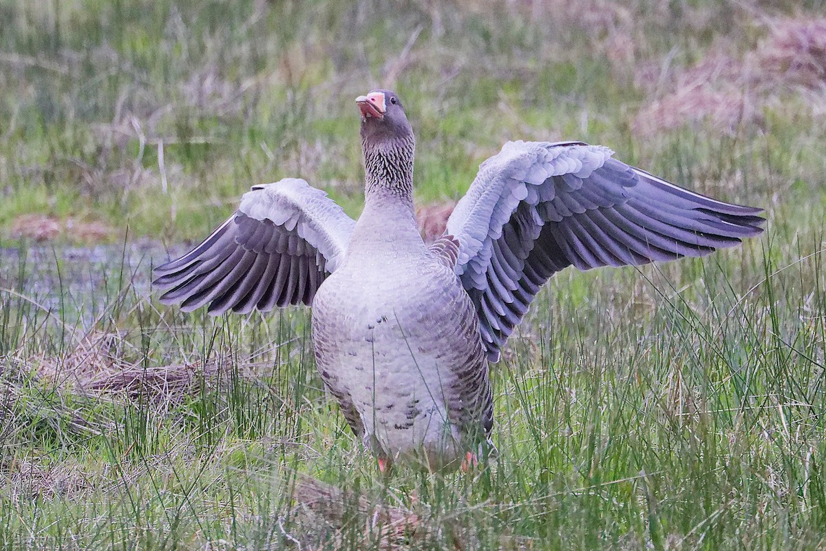 Oie cendrée - ML646282527