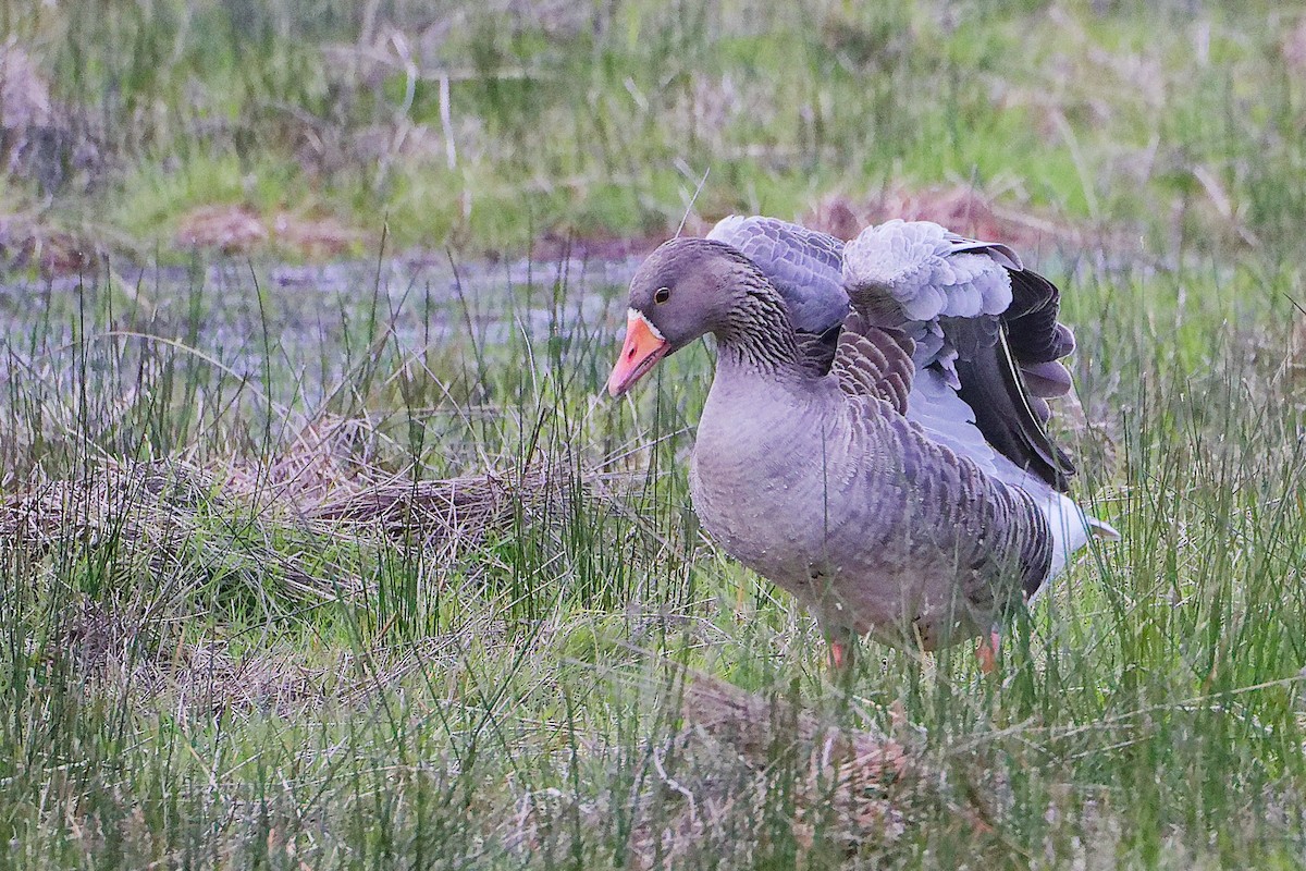 Oie cendrée - ML646282528