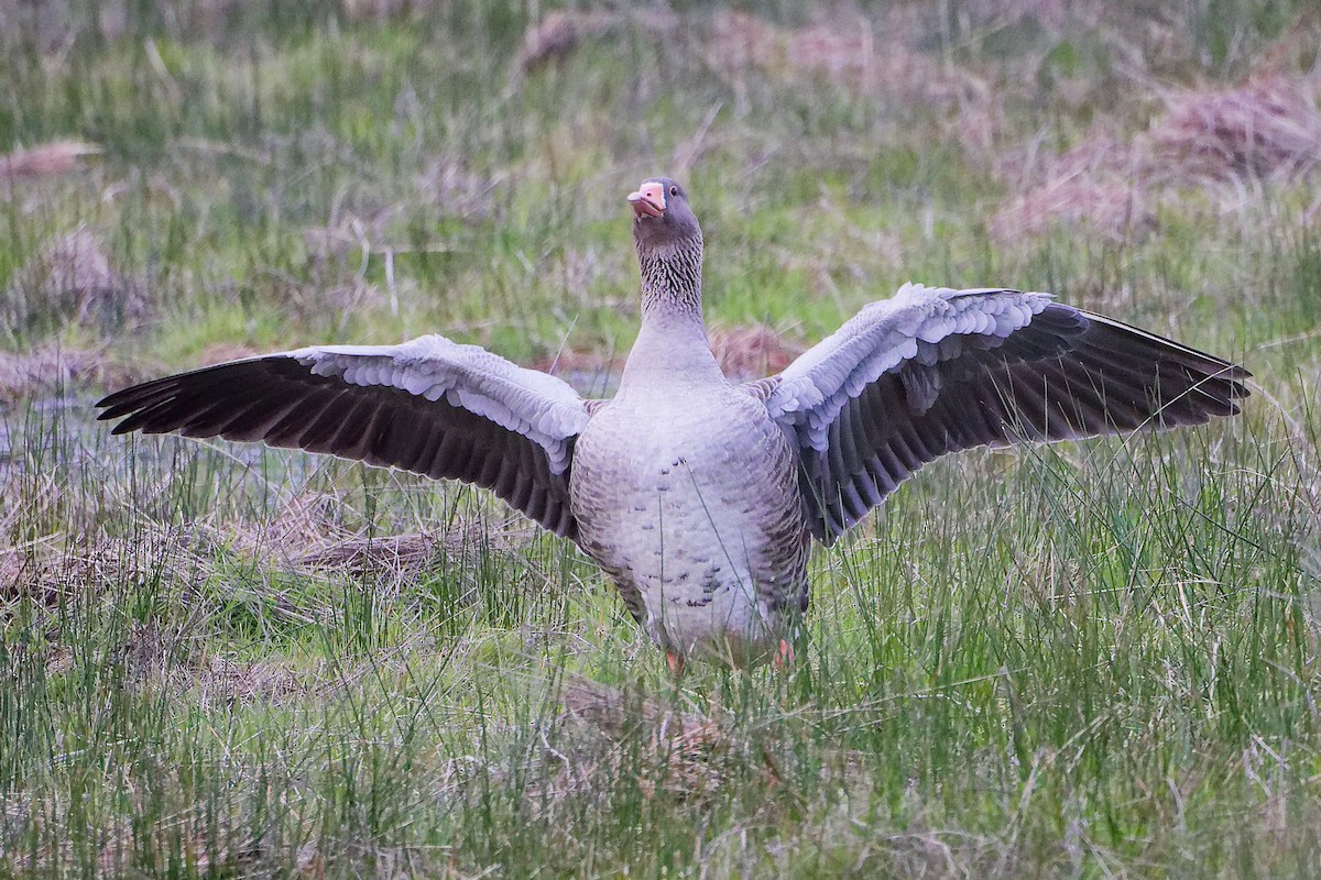Oie cendrée - ML646282529
