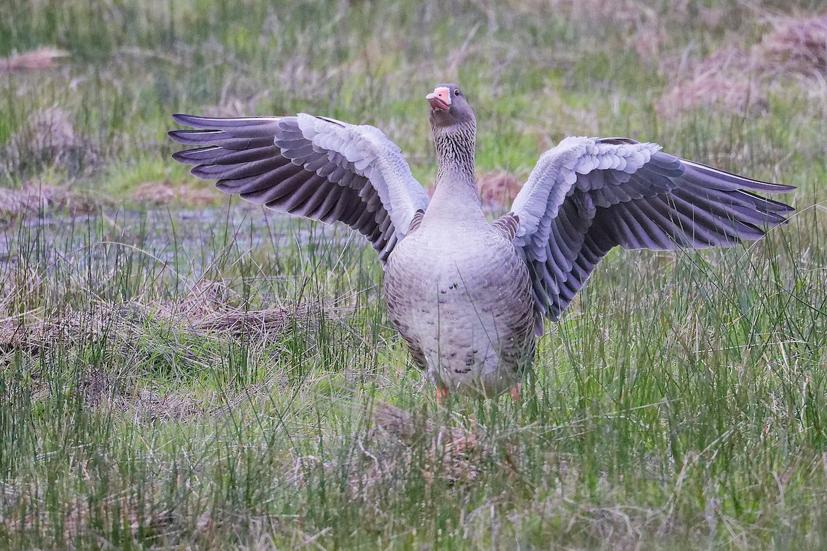 Oie cendrée - ML646282530