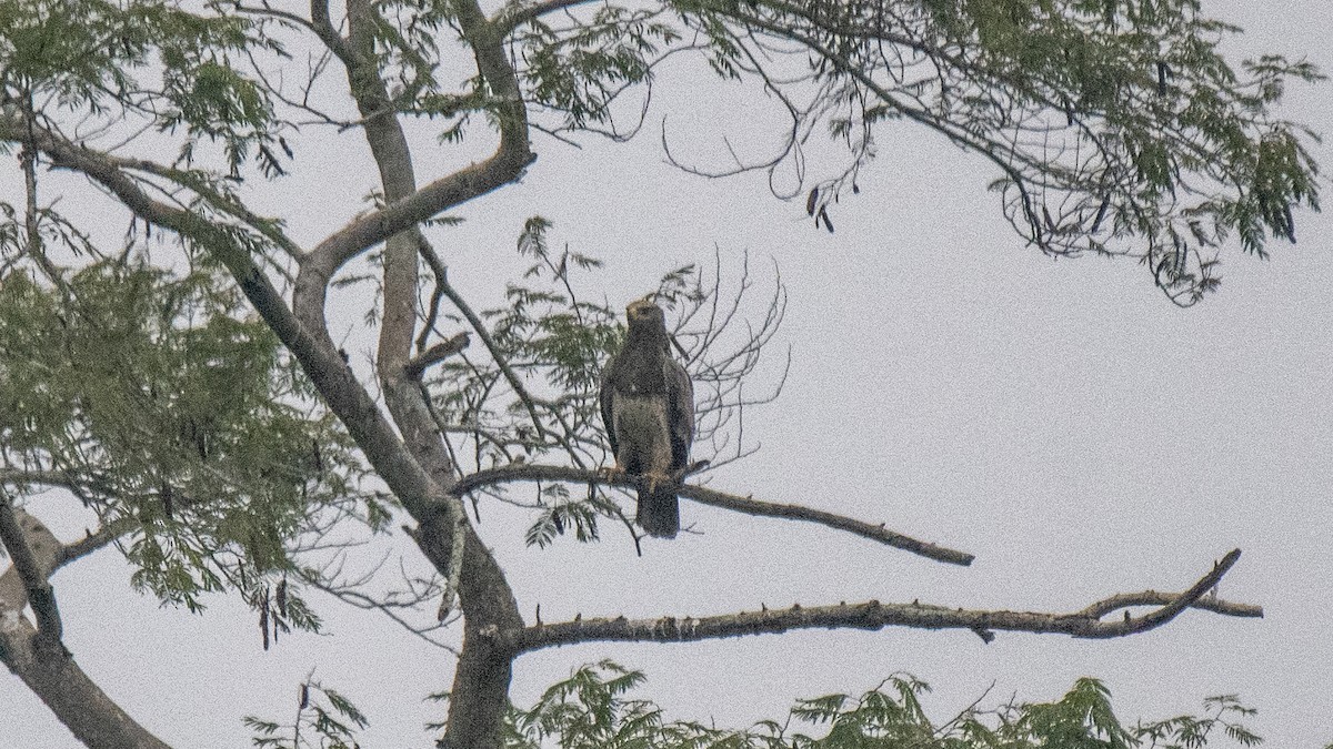 Aquila sp. - ML646282531