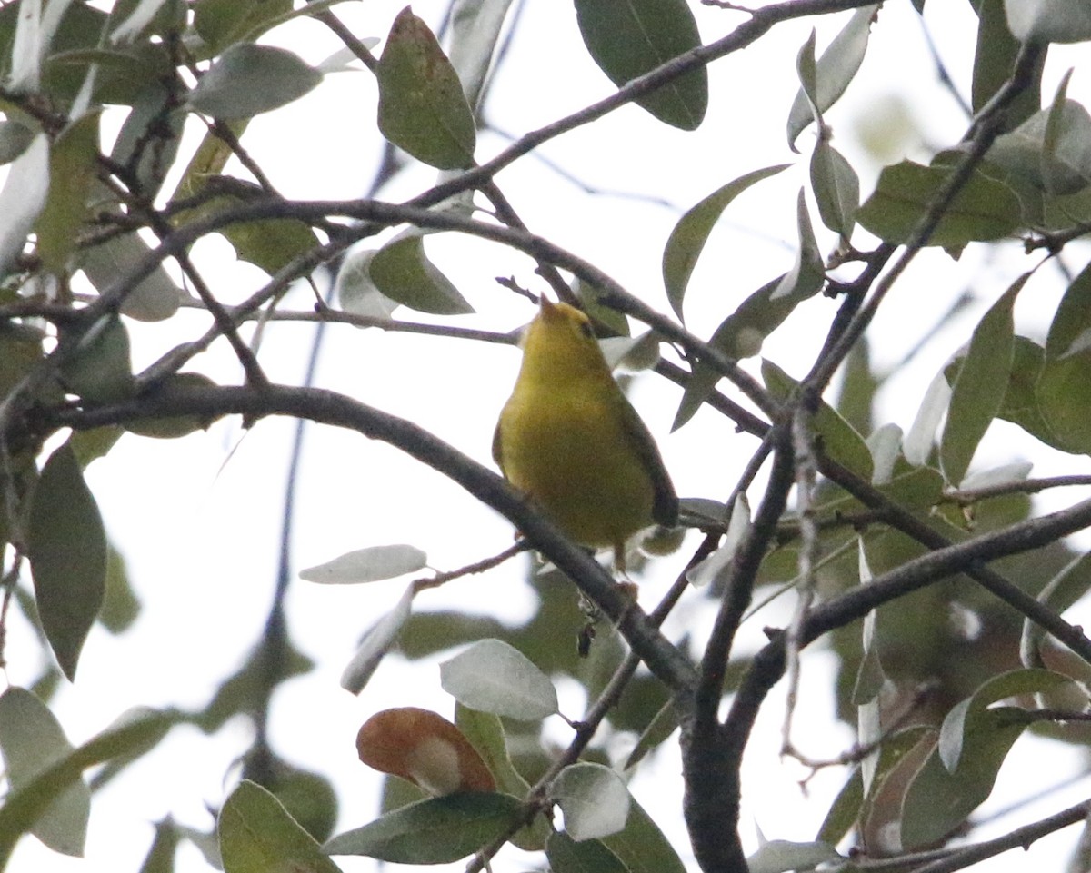 Paruline à calotte noire - ML646282532