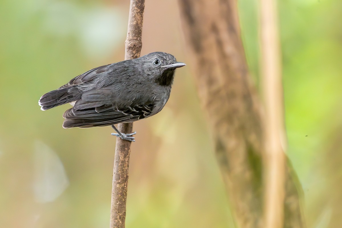 Alapi à menton noir - ML646282533