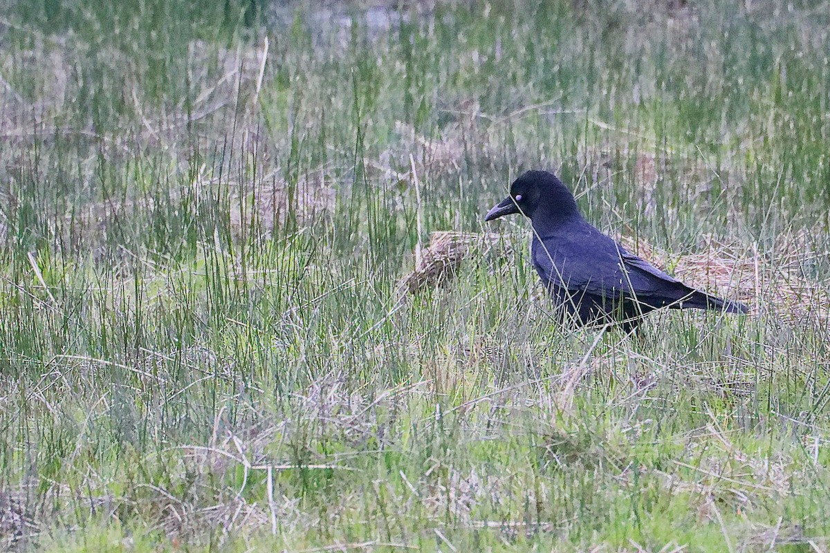 Corneille noire - ML646282534