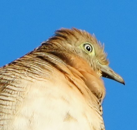 Géopélie zébrée - ML646282535