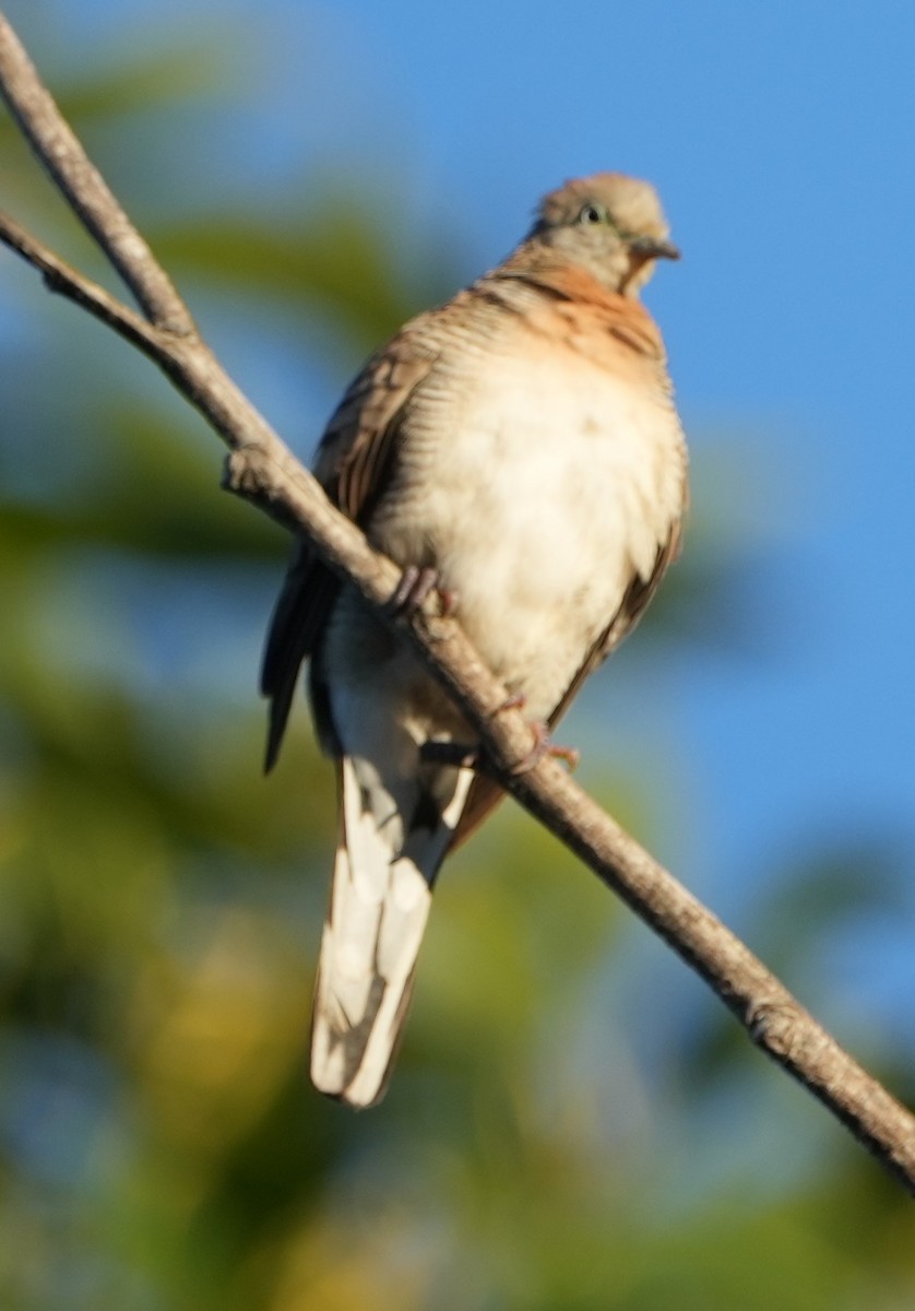 Géopélie zébrée - ML646282536