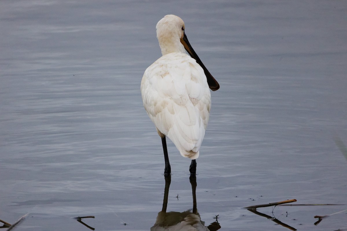 Spatule blanche - ML646282537