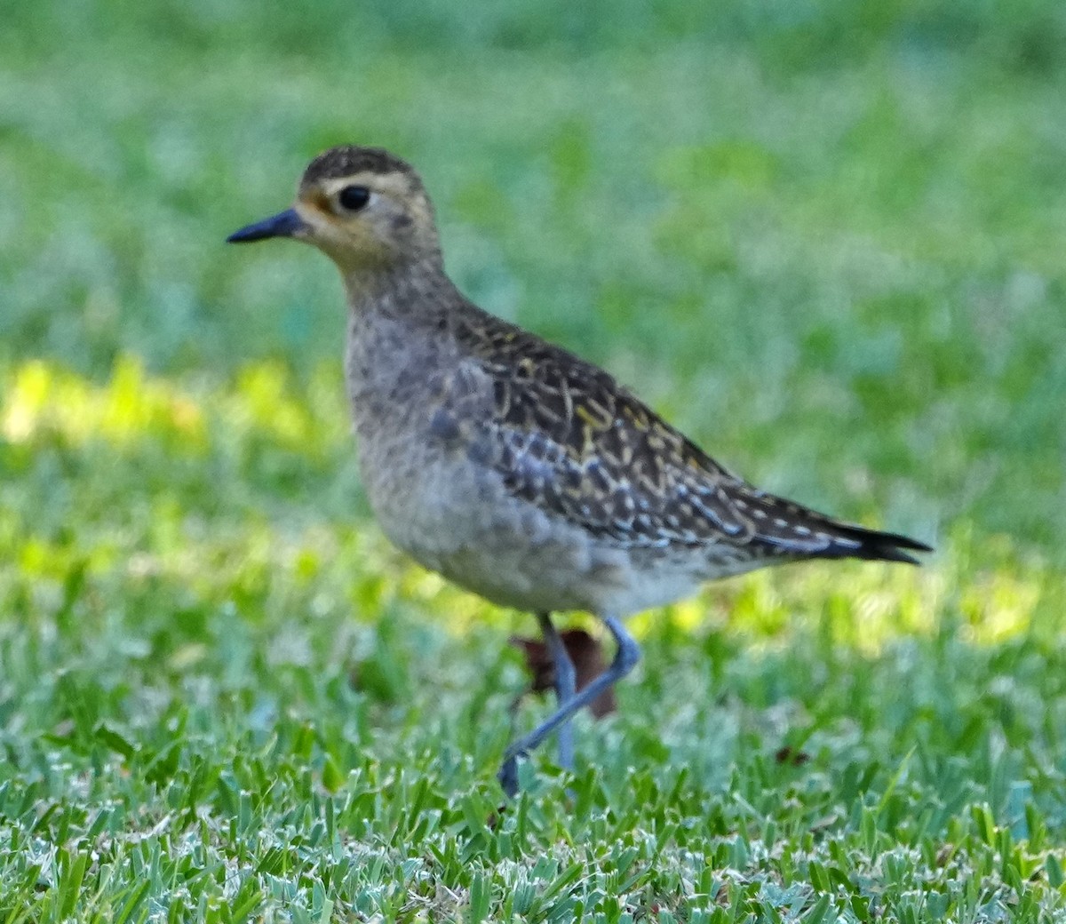 Pluvier fauve - ML646282538