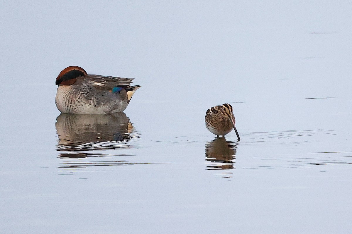 Bécassine des marais - ML646282539