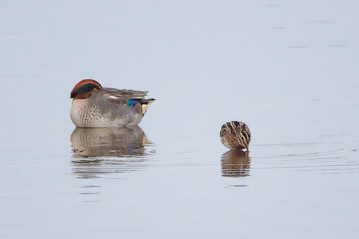 Bécassine des marais - ML646282540