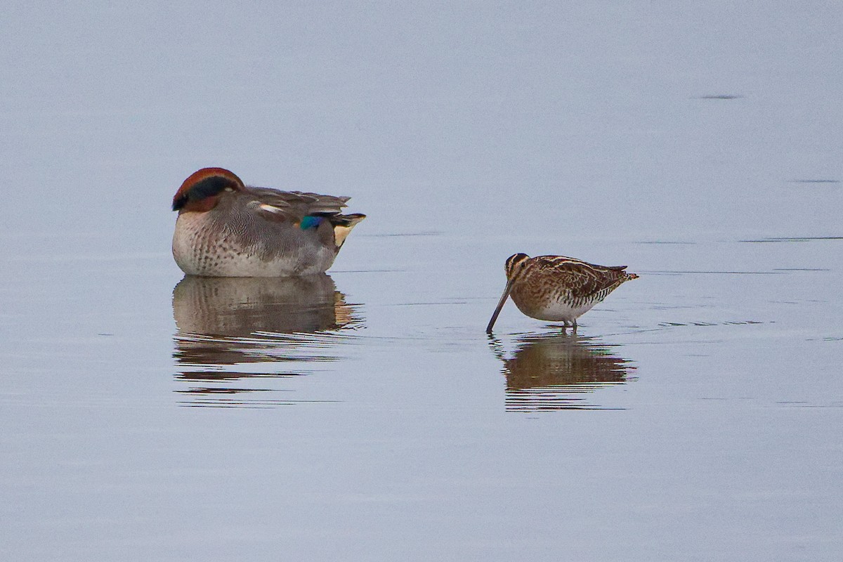 Bécassine des marais - ML646282541